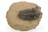 Metacanthina Trilobite With Enrolled Reedops - Lghaft, Morocco #273879-3